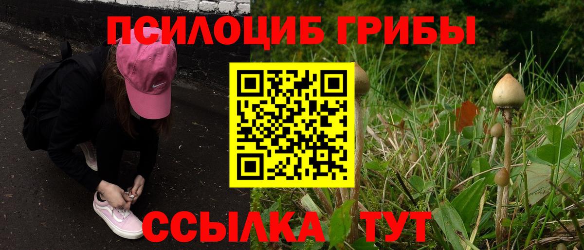 Псилоцибиновые грибы Psilocybine cubensis Искитим